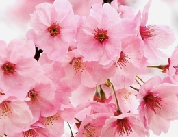 春なので…🌸